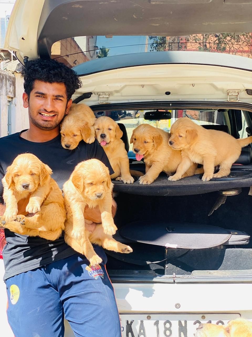 Golden Retriever puppies ready for their new homes